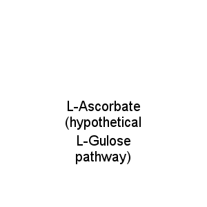 L-Ascorbate (hypothetical L-Gulose pathway)